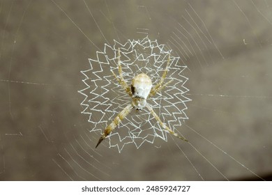 新币娱乐注册流程详解，轻松开启你的投资之旅