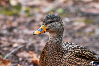 新豪天地娱乐的热门活动：不可错过的精彩瞬间