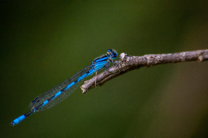 新葡京赌场的美食推荐与餐饮体验分享