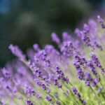 2017法网巅峰对决:决赛现场直播精彩呈现 8zpf9gzr47