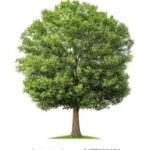 2017年苏迪曼杯羽毛球赛全程直播 x6y5z